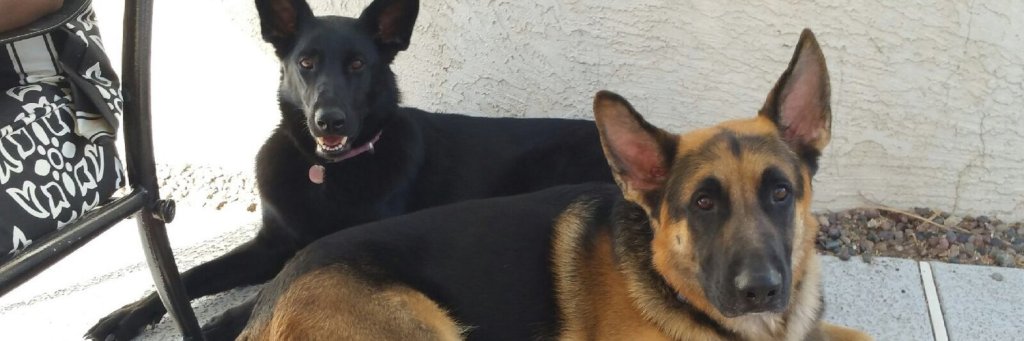 two German Shepherd dogs one black and tan and one that is solid black laying down. tips to save with pets